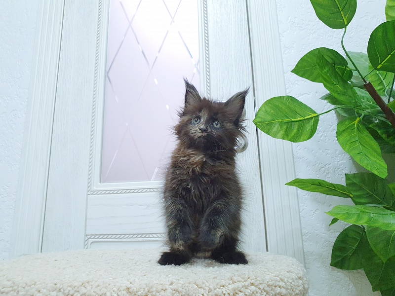 Ellie Akbars - Kitten maine-coon 1 month 4 weeks
