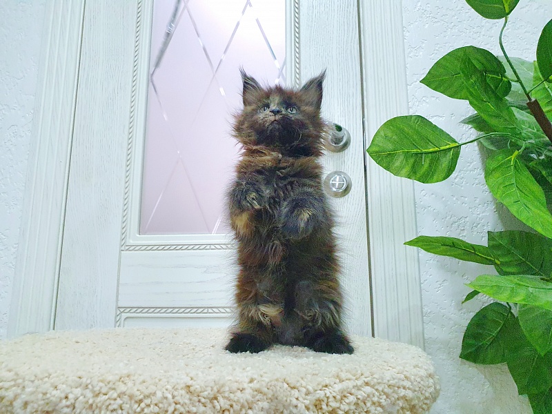 Ellie Akbars - Kitten maine-coon 1 month 4 weeks