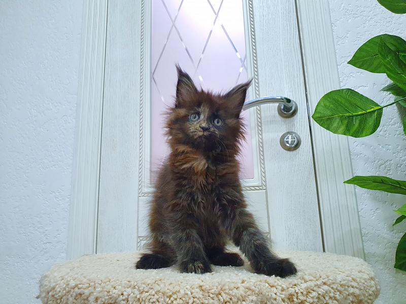 Ellie Akbars - Kitten maine-coon 1 month 4 weeks