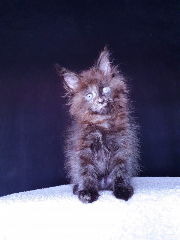 Ellie Akbars - Kitten maine-coon 2 months 0.5 weeks