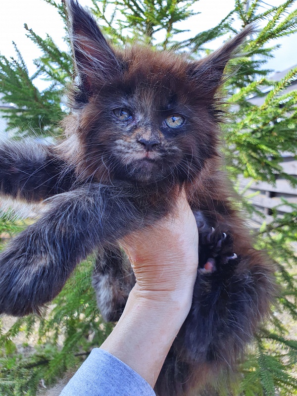 Ellie Akbars - Kitten maine-coon 2 months 0.5 weeks