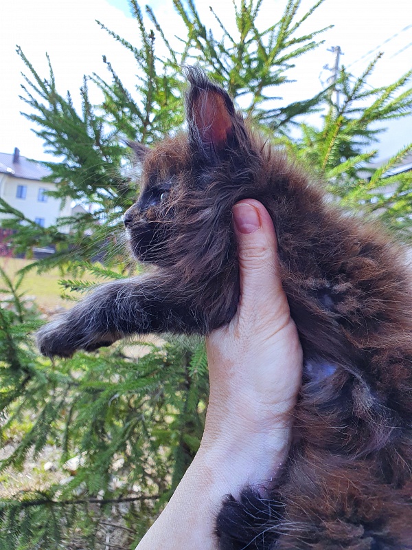 Ellie Akbars - Kitten maine-coon 2 months 0.5 weeks