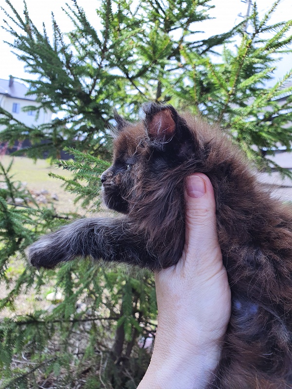 Ellie Akbars - Kitten maine-coon 2 months 0.5 weeks