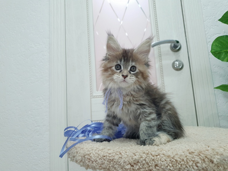 Floya Akbars(polydactyl)55/66 - Kitten maine-coon 1 month 2.5 weeks