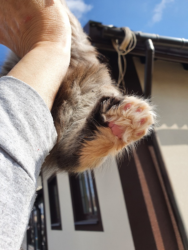 Floya Akbars(polydactyl)55/66 - Kitten maine-coon 1 month 3.5 weeks