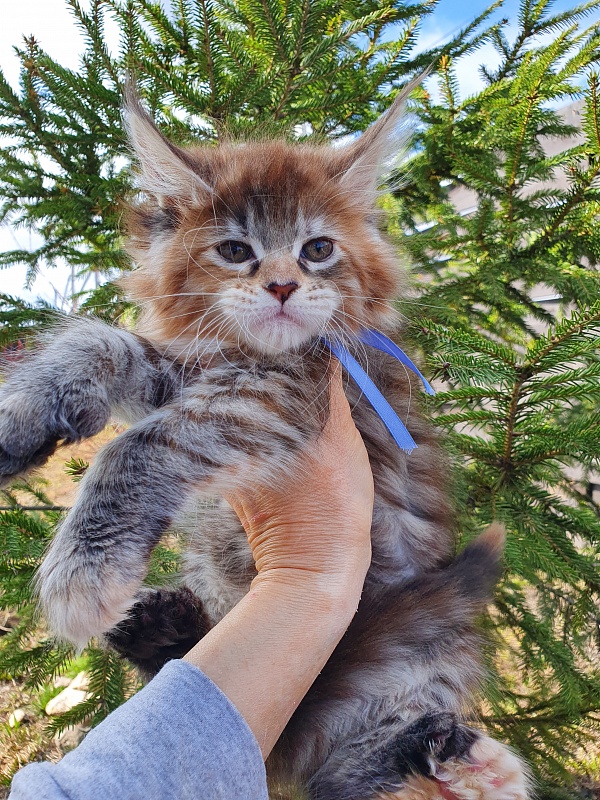 Floya Akbars(polydactyl)55/66 - Kitten maine-coon 1 month 3.5 weeks