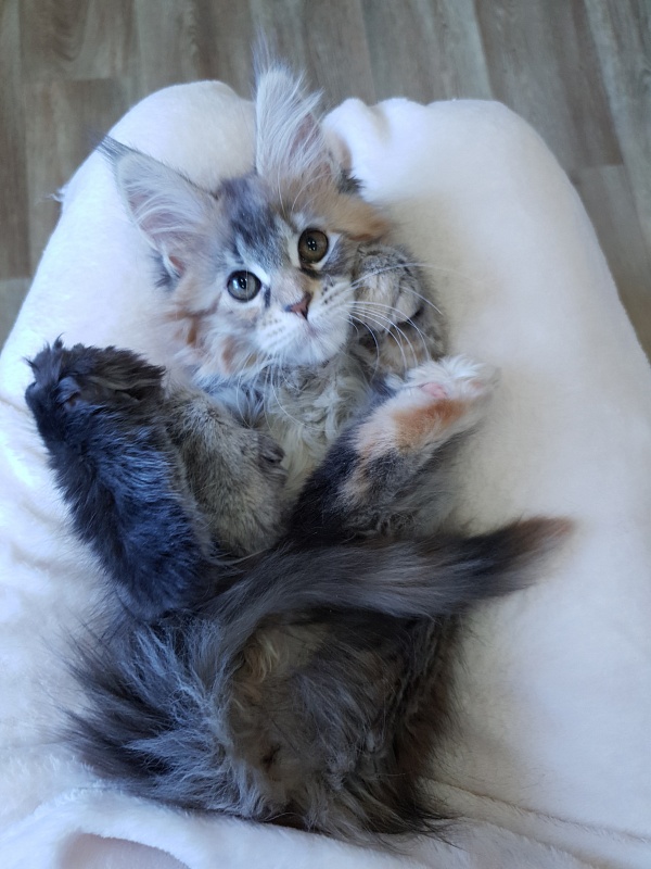 Floya Akbars(polydactyl)55/66 - Kitten maine-coon 2.5 months