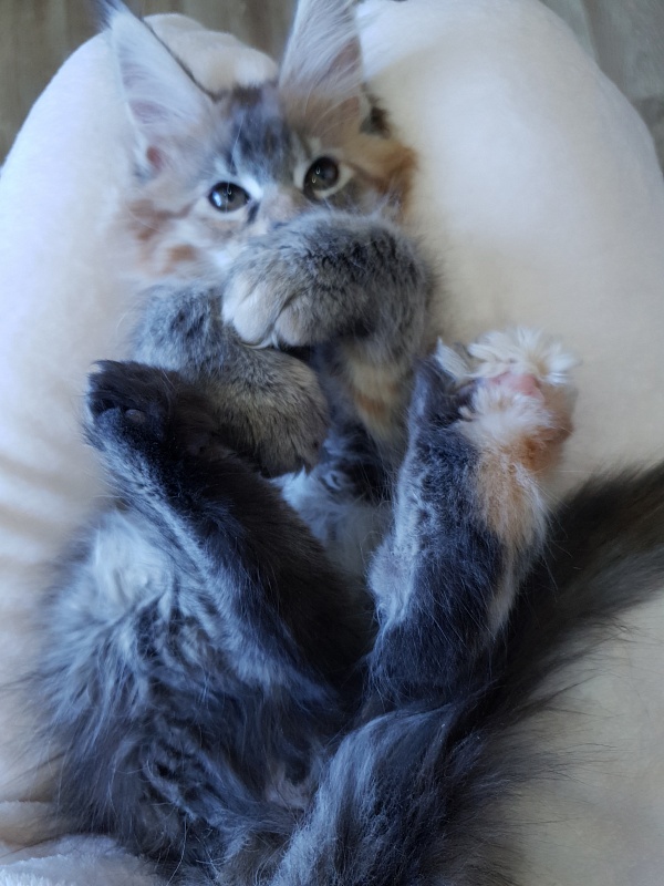 Floya Akbars(polydactyl)55/66 - Kitten maine-coon 2.5 months