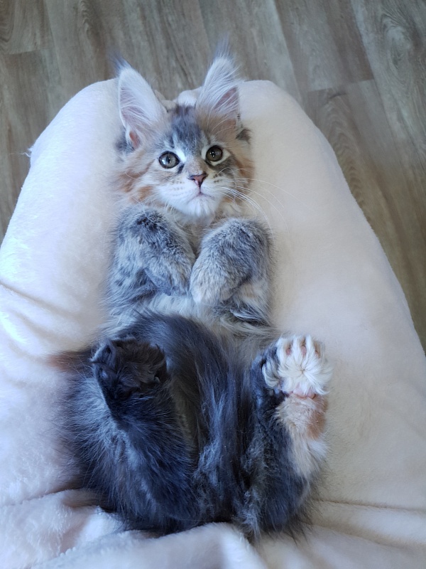 Floya Akbars(polydactyl)55/66 - Kitten maine-coon 2.5 months
