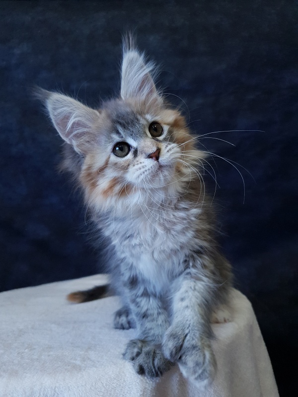 Floya Akbars(polydactyl)55/66 - Kitten maine-coon 2.5 months
