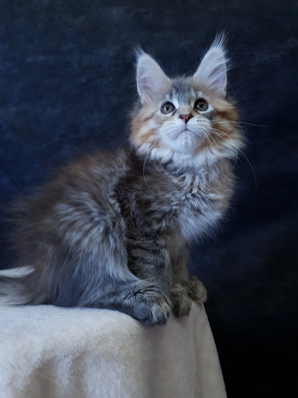 Floya Akbars(polydactyl)55/66 - Kitten maine-coon 2.5 months