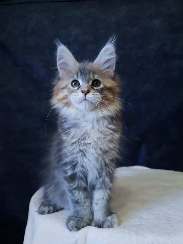 Floya Akbars(polydactyl)55/66 - Kitten maine-coon 2.5 months