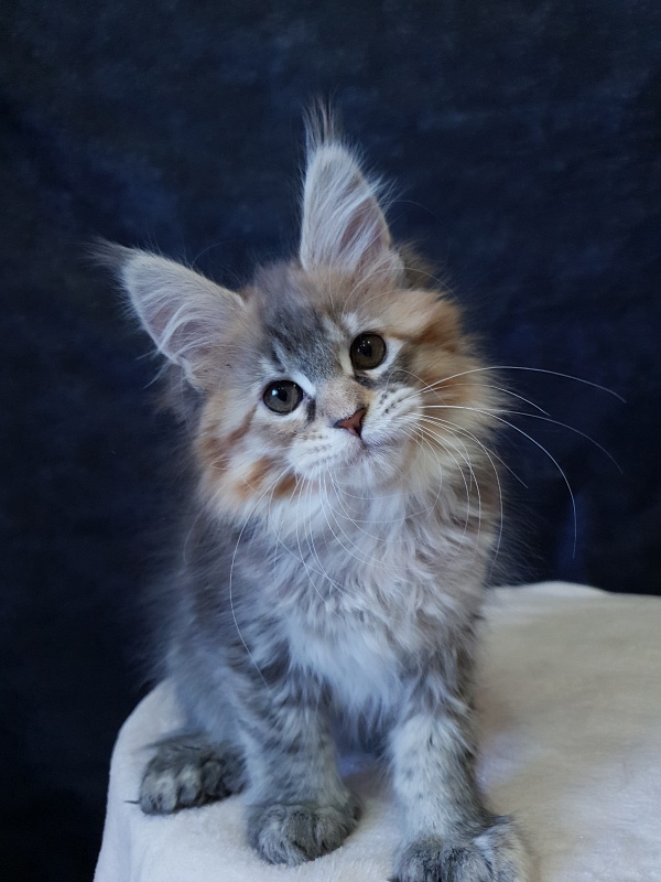 Floya Akbars(polydactyl)55/66 - Kitten maine-coon 2.5 months