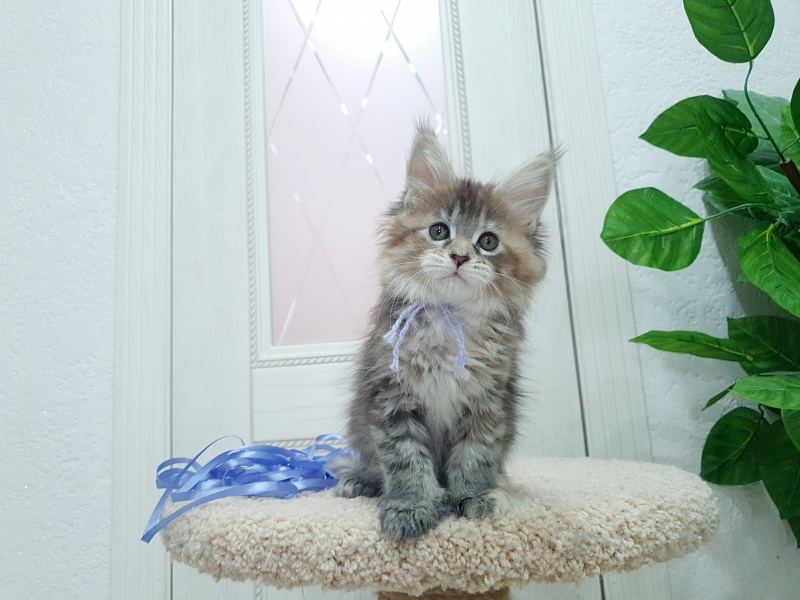 Floya Akbars(polydactyl)55/66 - Kitten maine-coon 1 month 2.5 weeks