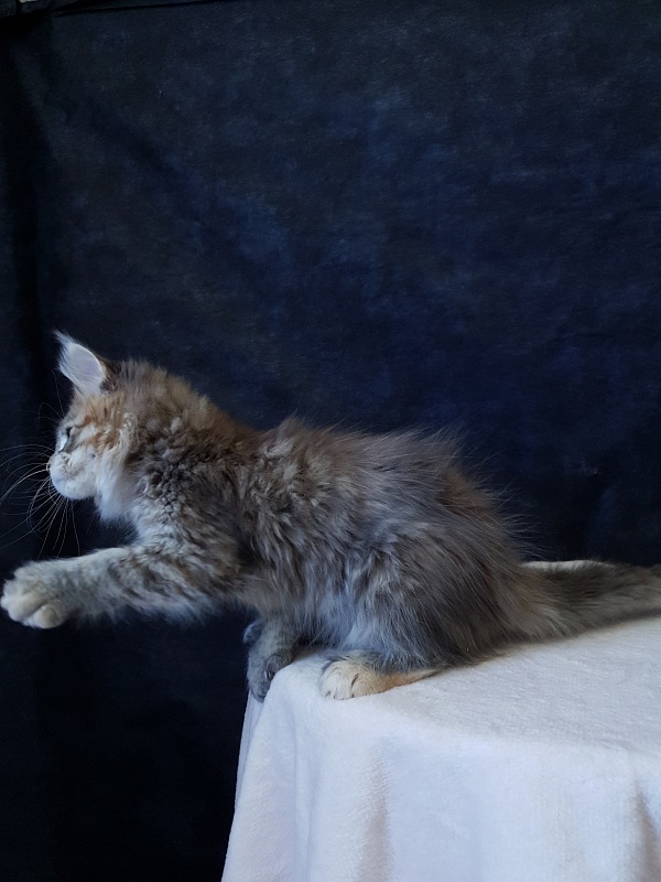 Floya Akbars(polydactyl)55/66 - Kitten maine-coon 2.5 months