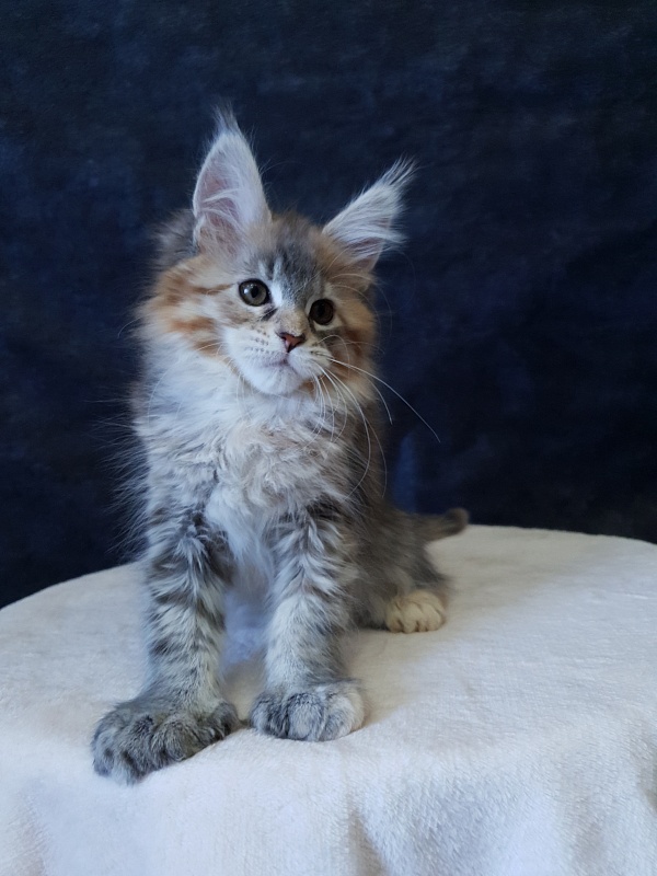 Floya Akbars(polydactyl)55/66 - Kitten maine-coon 2.5 months