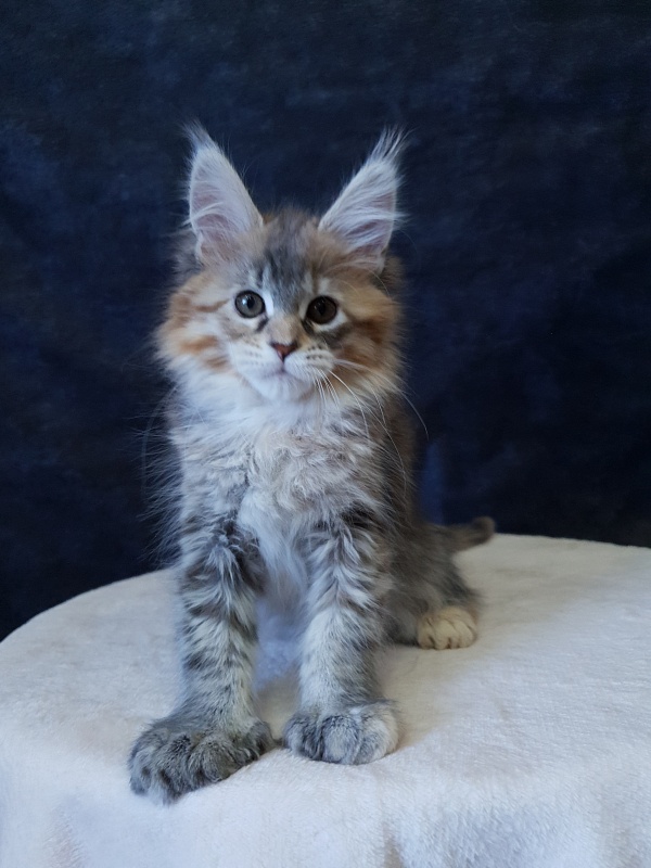 Floya Akbars(polydactyl)55/66 - Kitten maine-coon 2.5 months