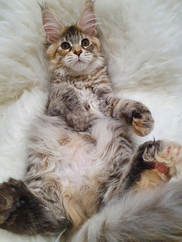 Floya Akbars(polydactyl)55/66 - Kitten maine-coon 3 months 1 week