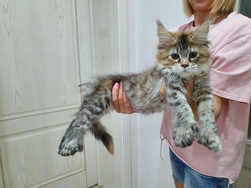 Floya Akbars(polydactyl)55/66 - Kitten maine-coon 3 months 1 week