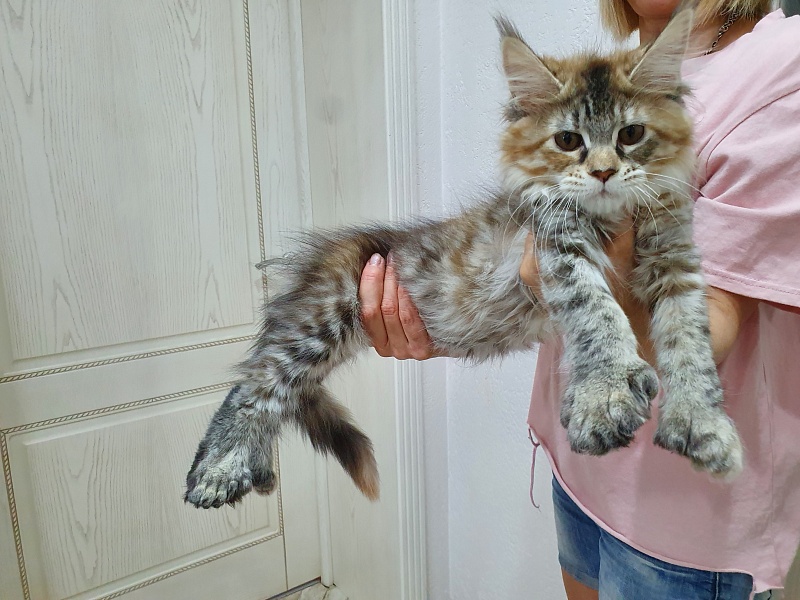 Floya Akbars(polydactyl)55/66 - Kitten maine-coon 3 months 1 week