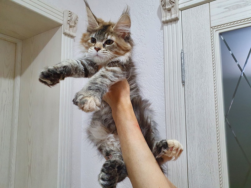 Floya Akbars(polydactyl)55/66 - Kitten maine-coon 3 months 1 week