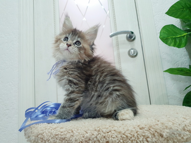 Floya Akbars(polydactyl)55/66 - Kitten maine-coon 1 month 2.5 weeks