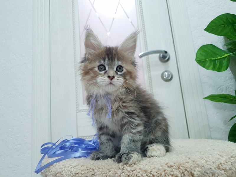 Floya Akbars(polydactyl)55/66 - Kitten maine-coon 1 month 2.5 weeks