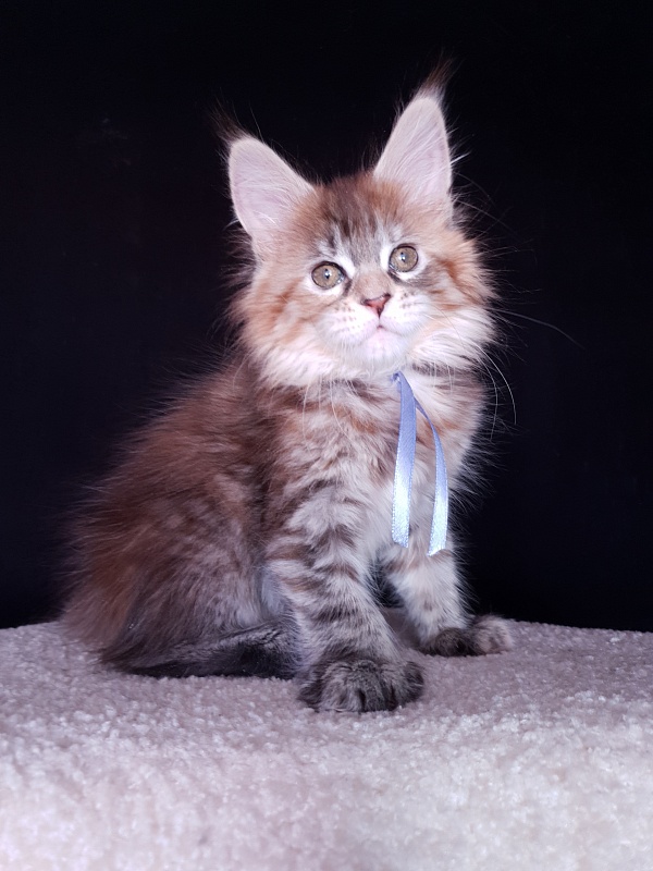 Floya Akbars(polydactyl)55/66 - Kitten maine-coon 1 month 3.5 weeks