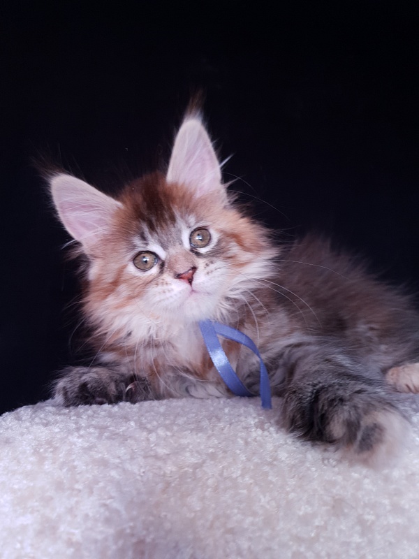 Floya Akbars(polydactyl)55/66 - Kitten maine-coon 1 month 3.5 weeks