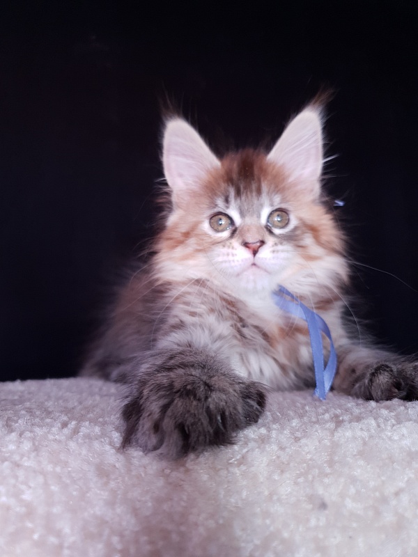 Floya Akbars(polydactyl)55/66 - Kitten maine-coon 1 month 3.5 weeks