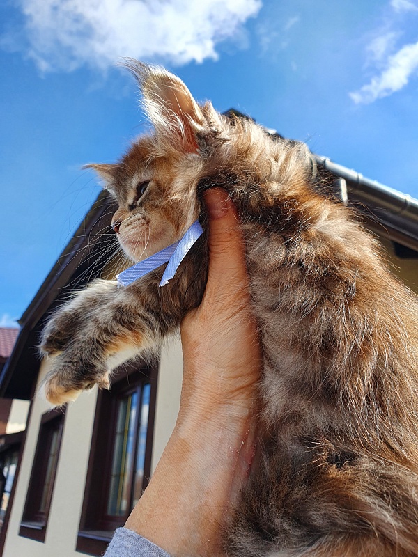 Floya Akbars(polydactyl)55/66 - Kitten maine-coon 1 month 3.5 weeks