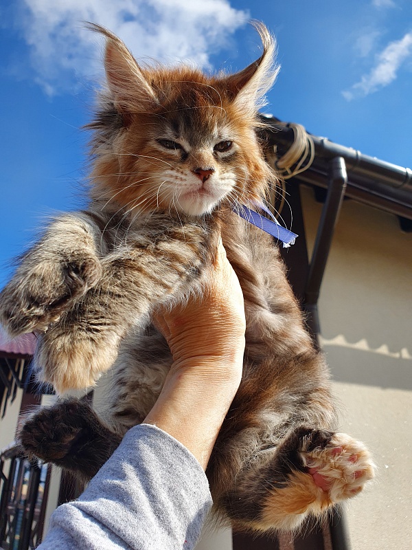 Floya Akbars(polydactyl)55/66 - Kitten maine-coon 1 month 3.5 weeks