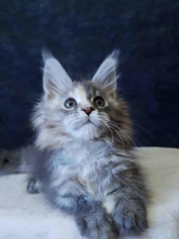 Fenya  Akbars(polydactyl) 56/66 - Kitten maine-coon 2.5 months