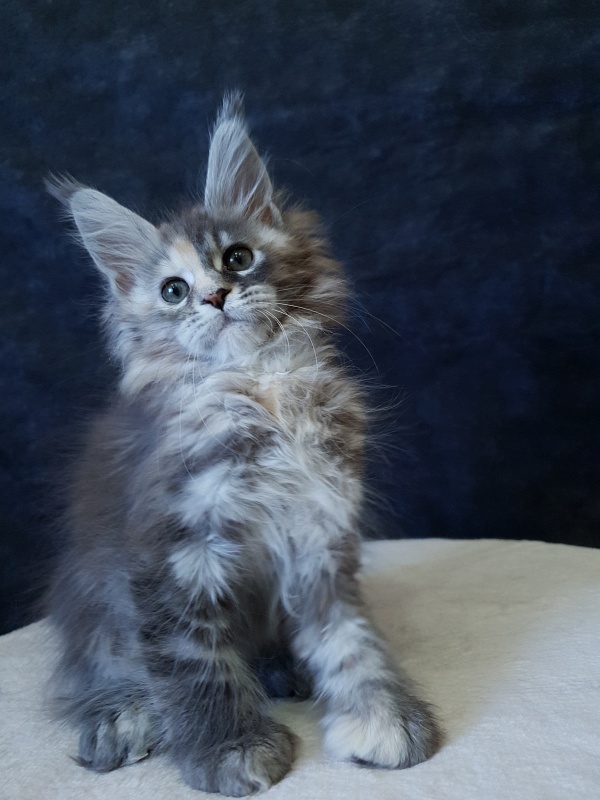 Fenya  Akbars(polydactyl) 56/66 - Kitten maine-coon 2.5 months
