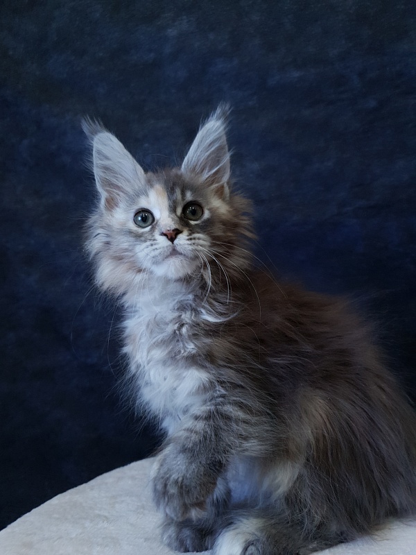 Fenya  Akbars(polydactyl) 56/66 - Kitten maine-coon 2.5 months