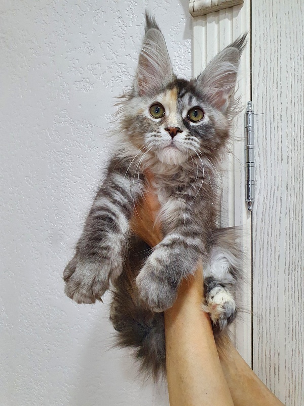 Fenya  Akbars(polydactyl) 56/66 - Kitten maine-coon 3 months 1 week