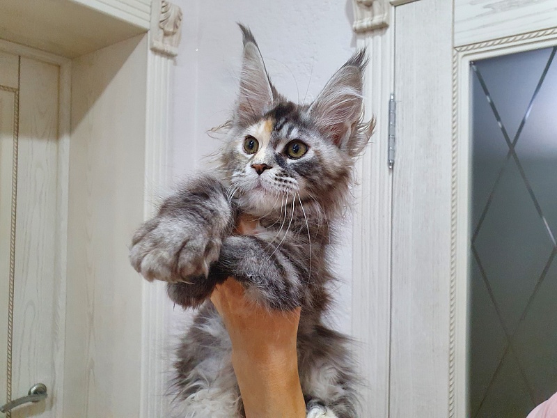 Fenya  Akbars(polydactyl) 56/66 - Kitten maine-coon 3 months 1 week
