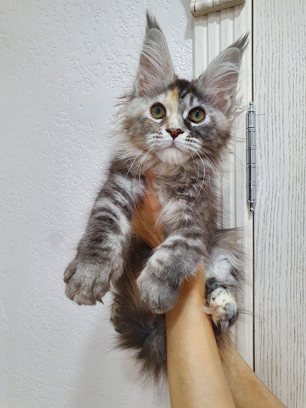 Fenya  Akbars(polydactyl) 56/66 - Kitten maine-coon 3 months 1 week
