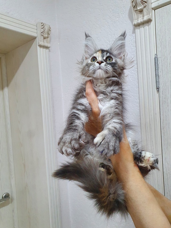 Fenya  Akbars(polydactyl) 56/66 - Kitten maine-coon 3 months 1 week