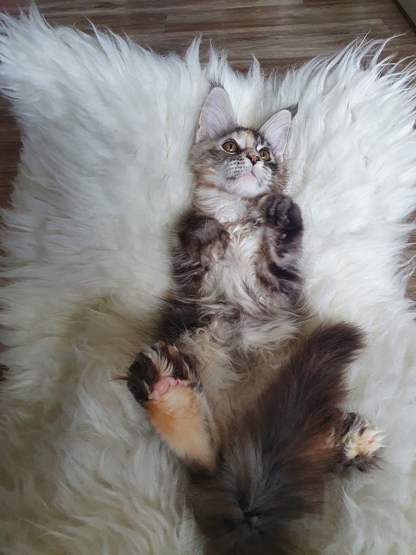 Fenya  Akbars(polydactyl) 56/66 - Kitten maine-coon 3 months 3 weeks