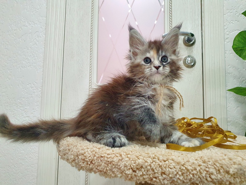 Fenya  Akbars(polydactyl) 56/66 - Kitten maine-coon 1 month 2.5 weeks