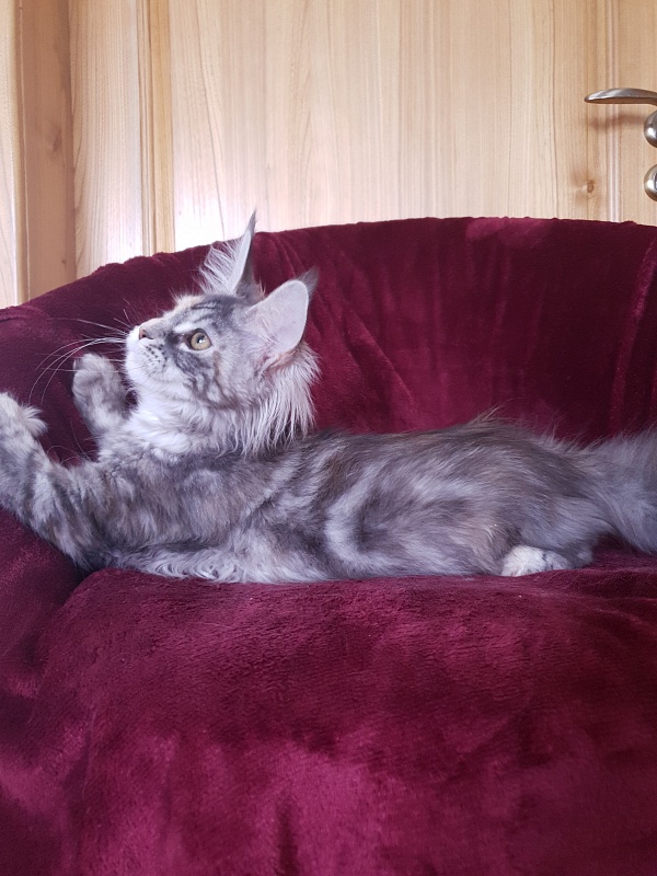 Fenya  Akbars(polydactyl) 56/66 - Kitten maine-coon 4 months