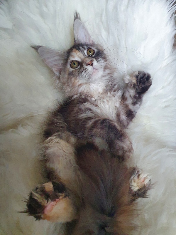 Fenya  Akbars(polydactyl) 56/66 - Kitten maine-coon 3 months 3 weeks