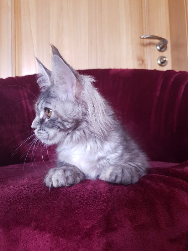 Fenya  Akbars(polydactyl) 56/66 - Kitten maine-coon 4 months