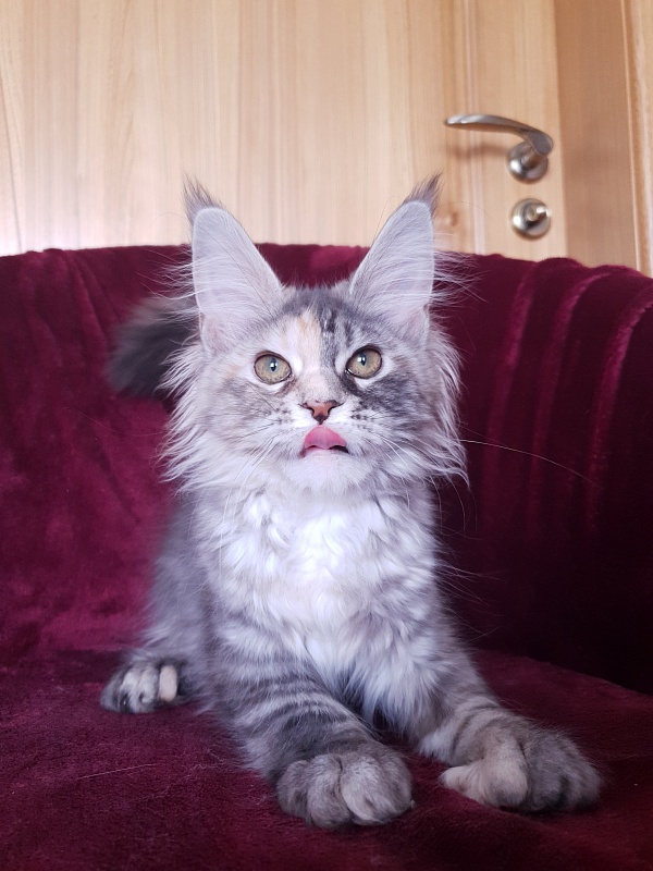 Fenya  Akbars(polydactyl) 56/66 - Kitten maine-coon 4 months