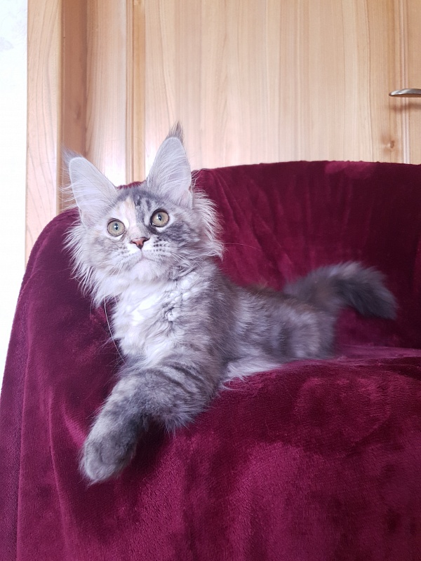 Fenya  Akbars(polydactyl) 56/66 - Kitten maine-coon 4 months