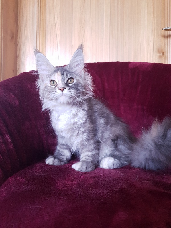 Fenya  Akbars(polydactyl) 56/66 - Kitten maine-coon 4 months
