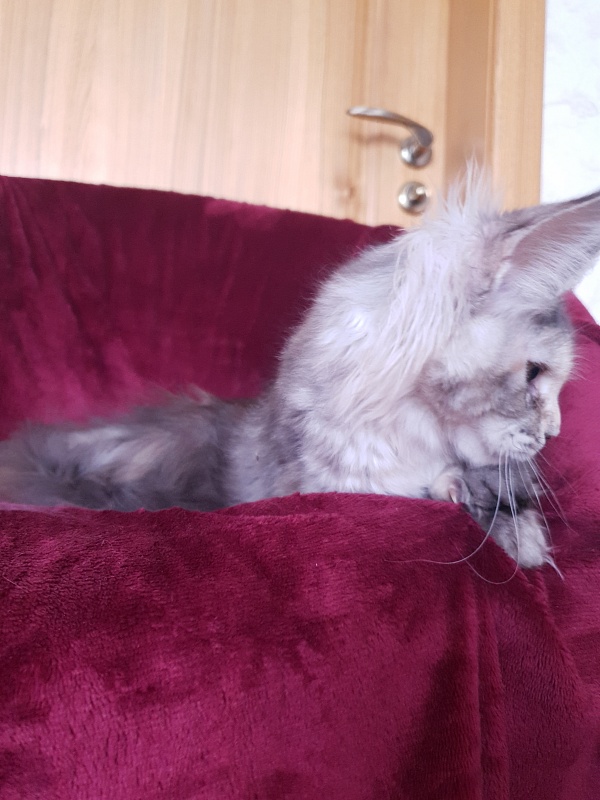 Fenya  Akbars(polydactyl) 56/66 - Kitten maine-coon 4 months