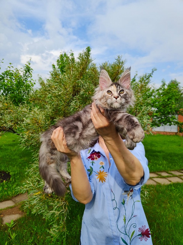 Fenya  Akbars(polydactyl) 56/66 - Kitten maine-coon 3 months 4 weeks