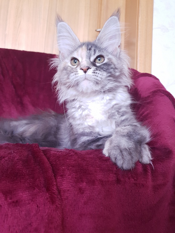 Fenya  Akbars(polydactyl) 56/66 - Kitten maine-coon 4 months